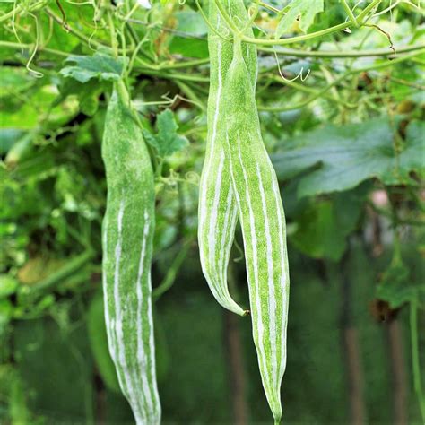 Buag Ngu Snake Gourd Seeds Chichinda Padwal White Green Luffa Squash