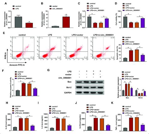 Circ Mitigated Lps Induced Cell Apoptosis And Inflammatory