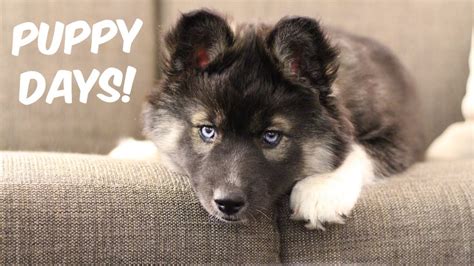 My Husky Kakoa As A Puppy! - YouTube