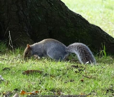 Grey Squirrel In The Park Robert Graham Geograph Britain And Ireland