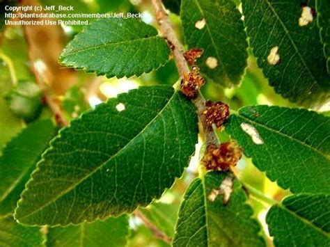 Plantfiles Pictures Ulmus Species Chinese Elm Lacebark Elm Ulmus