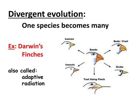 Ppt Speciation Powerpoint Presentation Free Download Id1895448