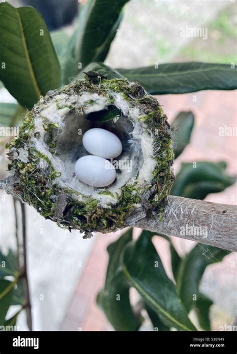 Hummingbird Egg Size Comparison