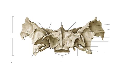 Os Sphenoidale Anterior Diagram Quizlet