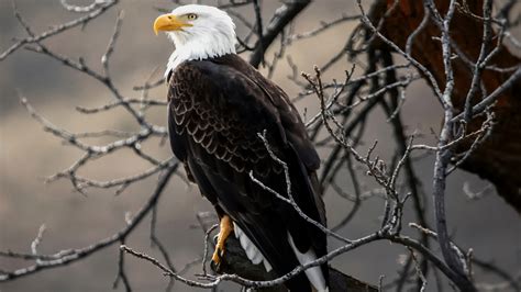 Wallpapers Hd Bald Eagle On Brown Tree Branch