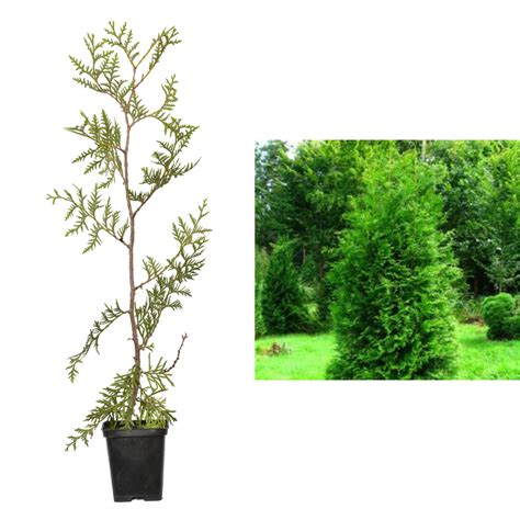 Tuia Occidentala Brabant 30 40 Cm La Ghiveci Plantland Ro