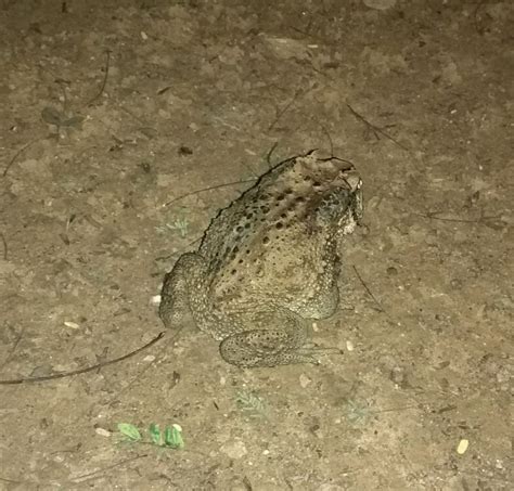 curious case  evolution backfiring  piyush raj  writing