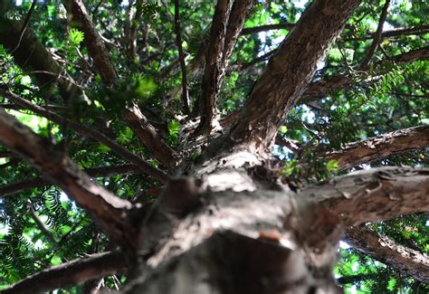 Conifer Branches Ramification - Free photo on Pixabay