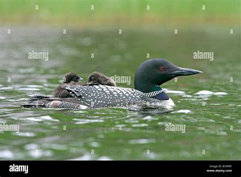 Common Loon and babies Stock Photo - Alamy