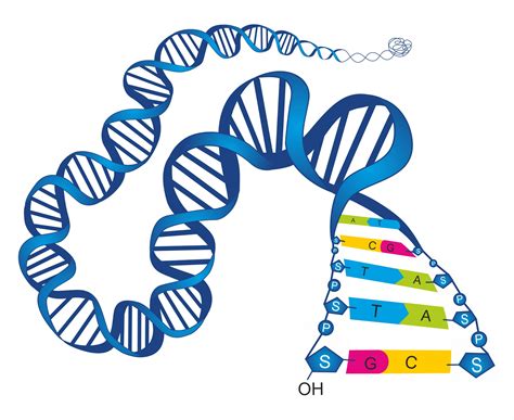 Nucleic Acid Science Examples at Portia Scott blog