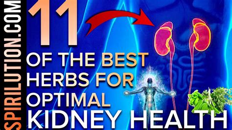 11 Of The Best Herbs For Optimal Kidney Health Function Balance And Ki