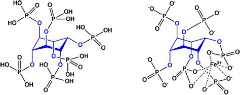 Molecular Structure Of Phytic Acid Right And Of Mono Ferric Phytate