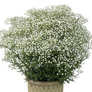 Gypsophila paniculata Festival White Flare Gipsówka wiechowata