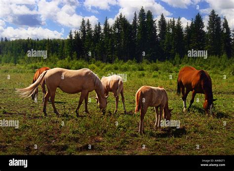 Canadian Quarter Horses Alberta Ranch Stock Photo Alamy
