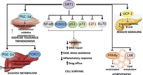 Downstream Targets And Cellular Functions Of Sirt1 Sirt1 Regulates A Download Scientific