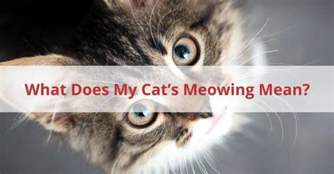 What Does My Cats Meowing Mean Understanding Your Cats Meow