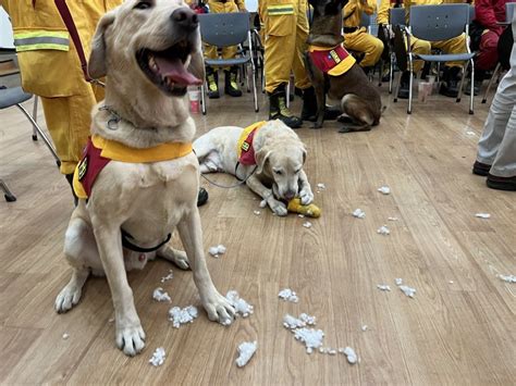 高雄搜救隊結束任務！搜救犬「roger」花蓮震災立大功 見陳其邁秒變破壞王 403花蓮大地震 要聞 聯合新聞網