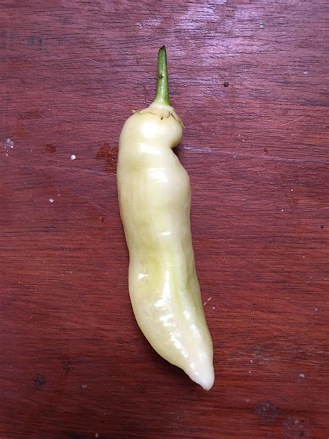 Hi Could Anybody Help Me Identify This Pepper Please Very Hot When I Bit Into One R Hotpeppers