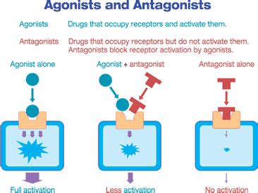 The Physiological Mechanisms of Opioid Receptors - Introduction to ...