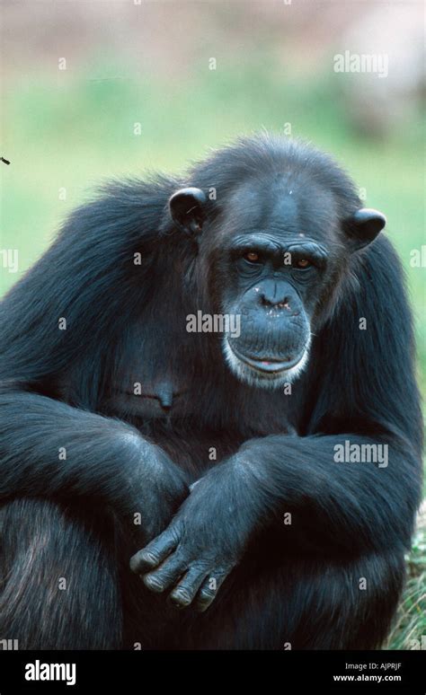 Chimpanzee Pan Troglodytes Chimpy Stock Photo Alamy