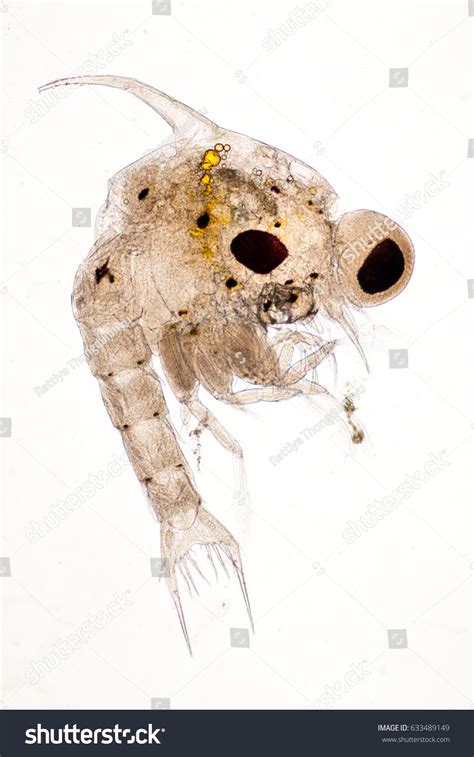 Crab Larvae Zooplankton Marine Under Microscope Stock Photo 633489149 ...