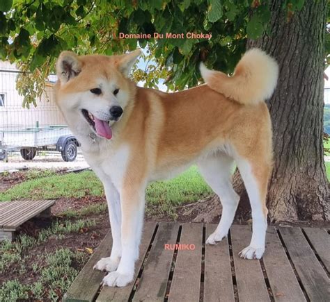 Chiot M Le Akita Inu Domaine Du Mont Choka Uncompagnon Fr