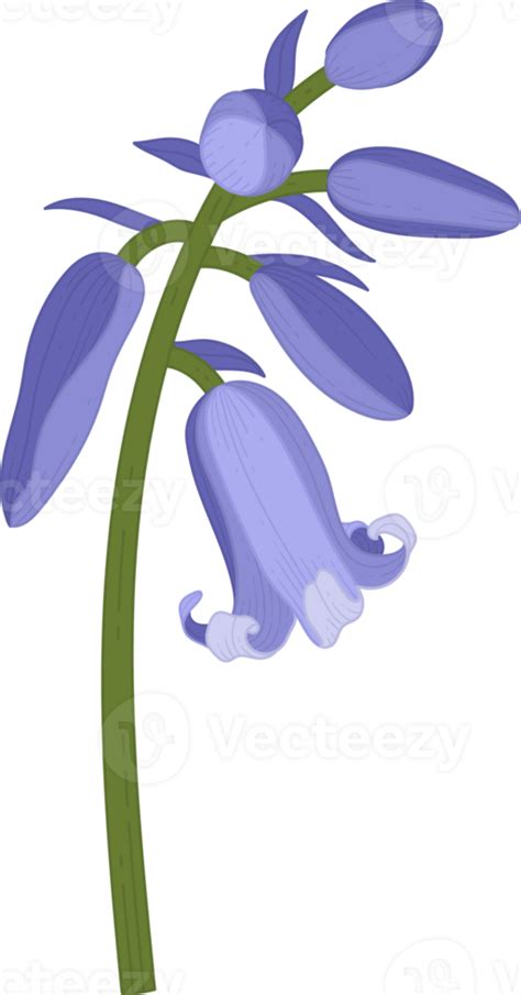 Bluebell Flower Hand Drawn Illustration 9842555 Png