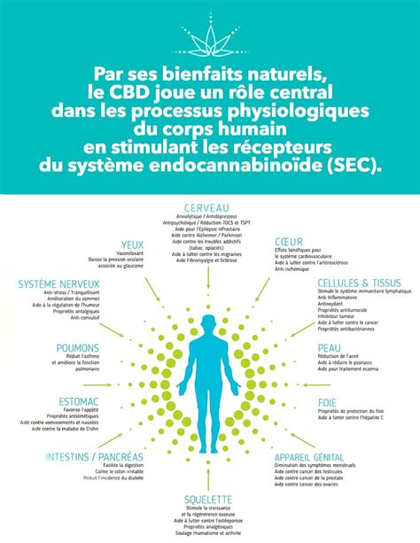 Le Cbd D Finition Fonctionnement Et Bienfaits Pour La Sant