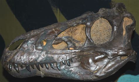 Crâne holotype de Nanotyrannus lancensis, CMNH 5741. Dinosauria, Theropoda, Tyrannosauridae ...