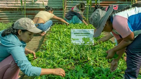 Proyecto Seguridad Alimentaria Entrega Biol Y Hortalizas En Ccatun Rumi