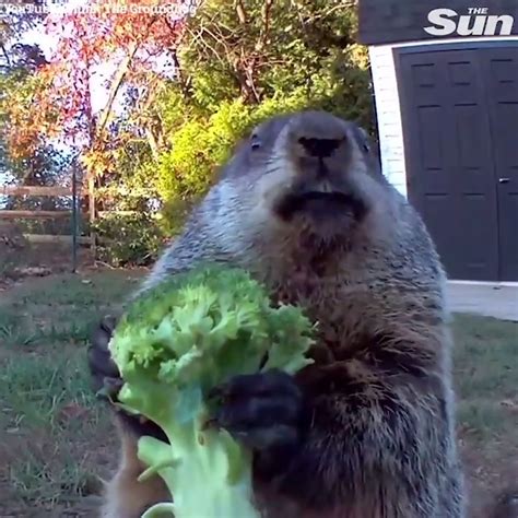 Watching this groundhog eat is strangely satisfying ? YT: Chunk The ...