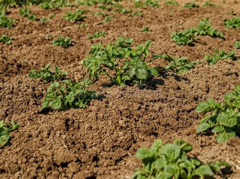 Cultura De Batata Num Grande Campo Plantas De Batata Para Floração