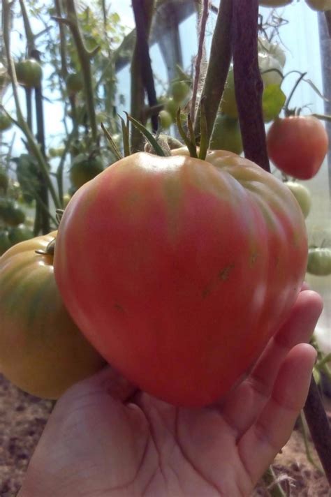 Томат Абаканский розовый: описание сорта, ОТЗЫВЫ (47), фото | tomatland.ru