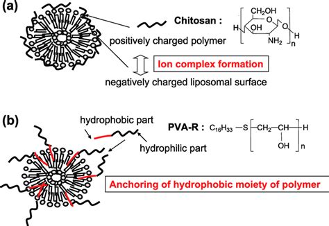 Schematic Presentation Of Typical Polymer Coated Liposomes A