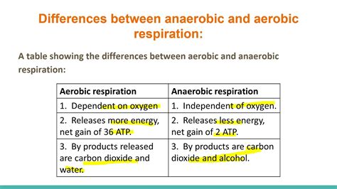 Aerobic And Anaerobic Respiration