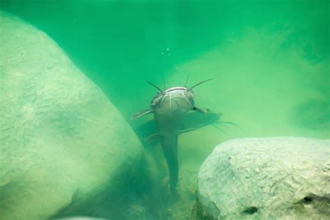 Will Catfish Eat Snakes? | Reel Fishing Guru