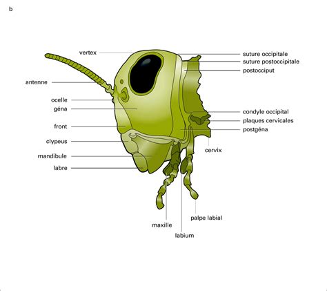 T Te De Criquet Vue De Face Vue M Dia Encyclop Dia Universalis