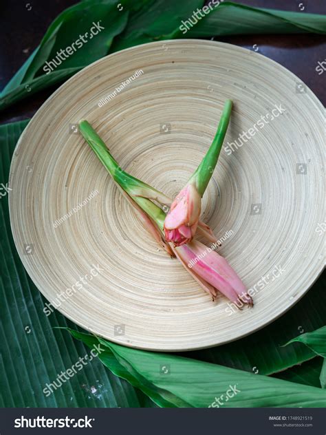 Bunga Kantan Known Torch Ginger Flower Stock Photo 1748921519