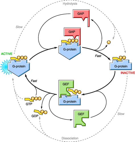 Inhibition And Termination Of Physiological Responses By Gtpase