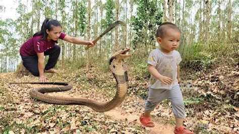 Harvesting Melons Goes To The Market Sell Snake Breaks Into House