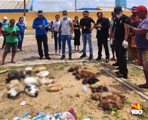 20 cães e gatos são achados mortos em sacos de lixo próximo ao Terminal