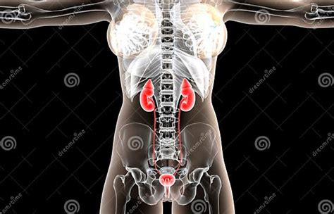 Female Urogenital Anatomy Stock Illustration Illustration Of Medicine