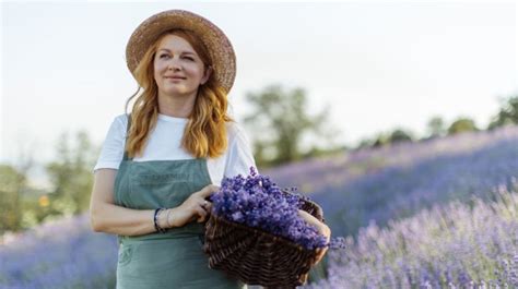 Tanaman Ini Ampuh Usir Nyamuk Di Rumah Ada Lavender Hingga Marigold