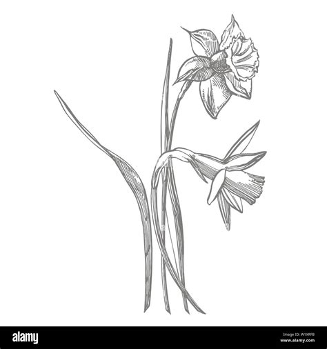 Daffodil Flower Drawing