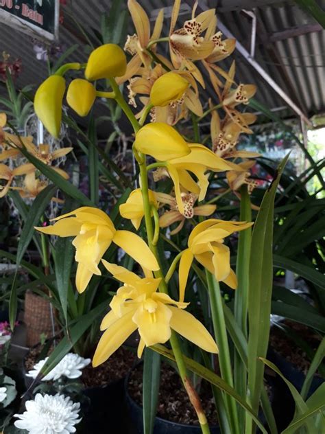 Jual Anggrek Tanah Cymbidium Golden Boy Di Lapak Putra Orchids Bukalapak