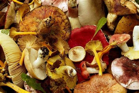 Top 6 Edible Wild Mushrooms in Michigan