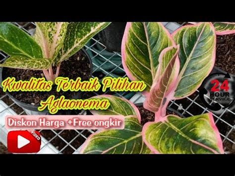 Ada Aglaonema Beli Cuma Rbgratis Ongkir Cuma Di Khumai Nursery