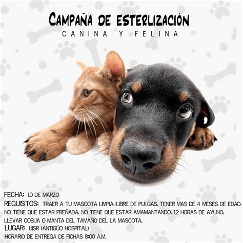 Campa A De Esterilizaci N Canina Y Felina Ayuntamiento De Nochistl N