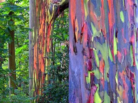 Rainbow Eucalyptus Deglupta 20 Seeds Multi Hued Bark Colorful Etsy