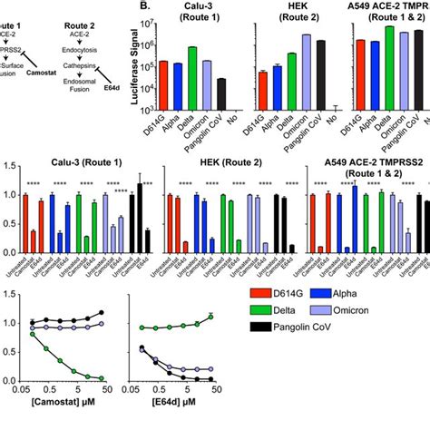 Omicron Spike Has Switched Entry Route Preference A Sars Cov 2 Entry Download Scientific